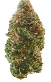Silver Lake | Bud | Meat Breath (H)