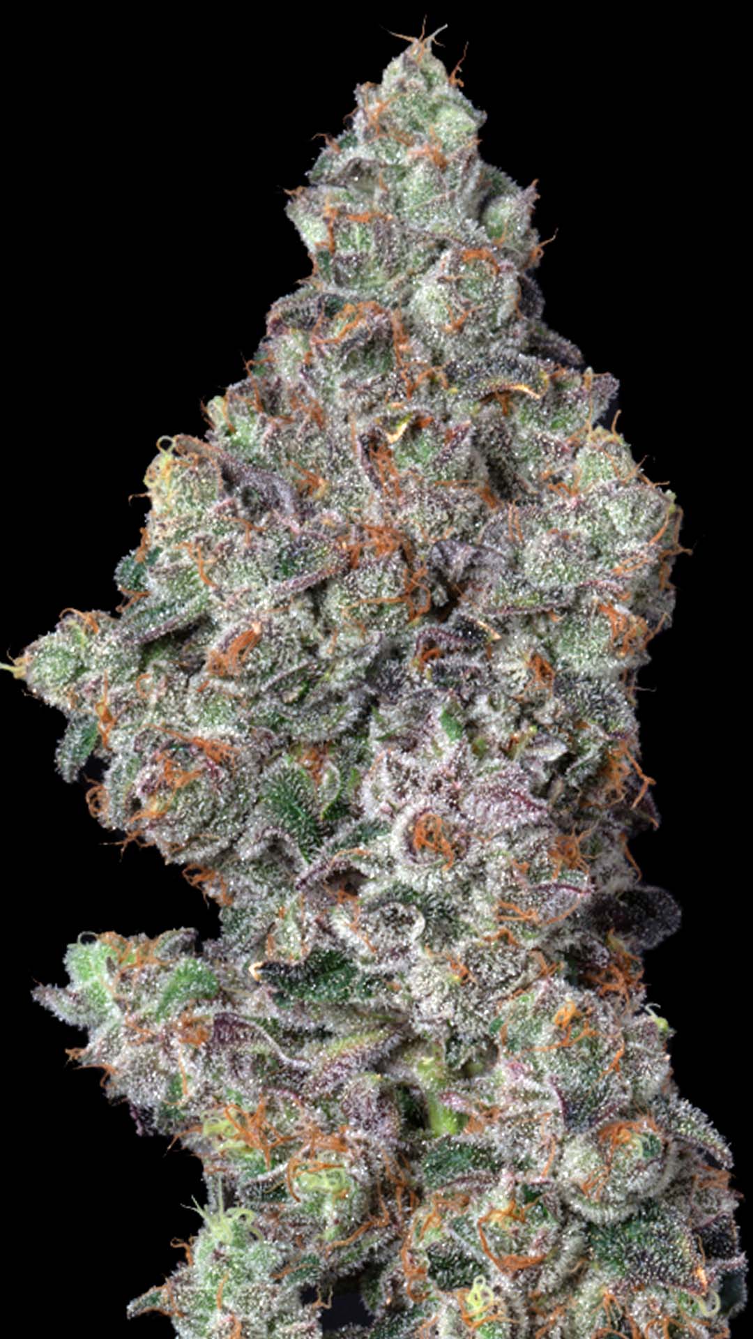 Altsol Biscuit Blues Bulk Flower