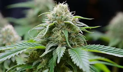 Essence - The Soap - Flower