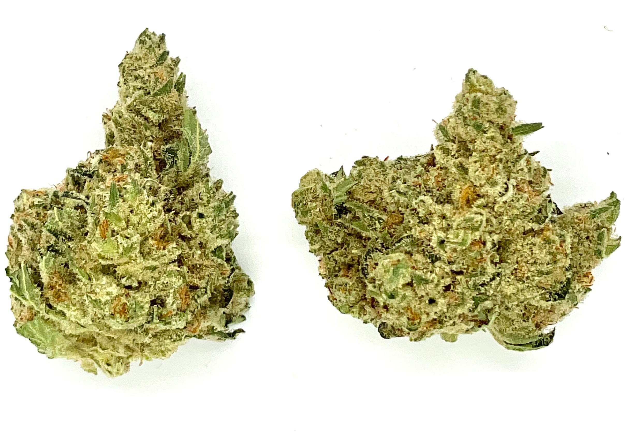 Buds | Apricot Scone