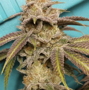 Rainbow Obsidian | Flower | 3.