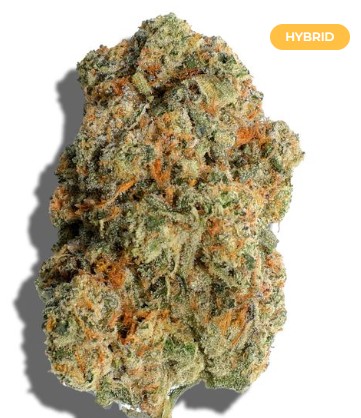 (2) West2East: Frosted Drip (H)