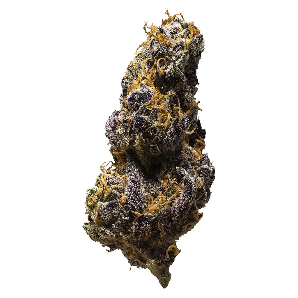 3rd Coast Genetics - Black Cheese - Sativa 2.7% TERPS!!