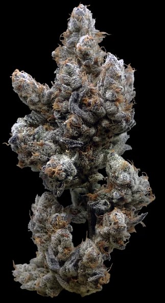 Melted Marshmallowz | 3.5g