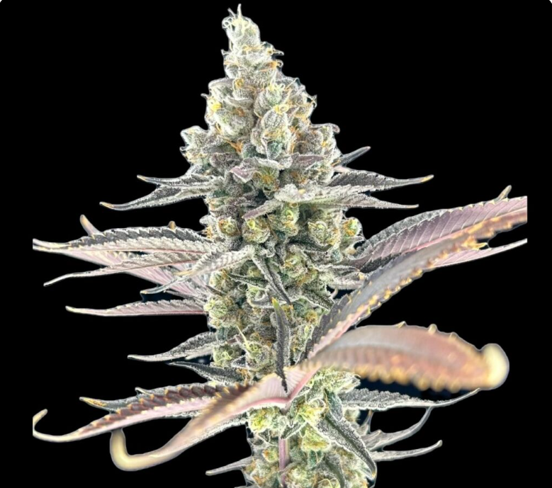 Green Lightning - Chimax - Bud