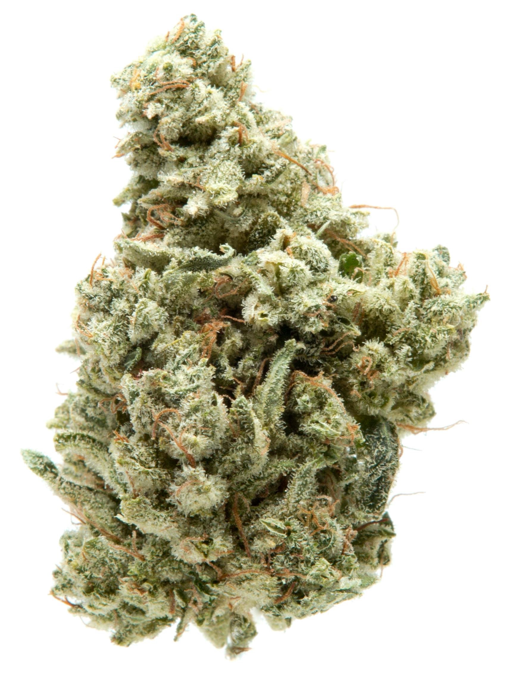 Dank Headquarters | Gorilla Glue | Hybrid | Bulk Flower | Bees Knees