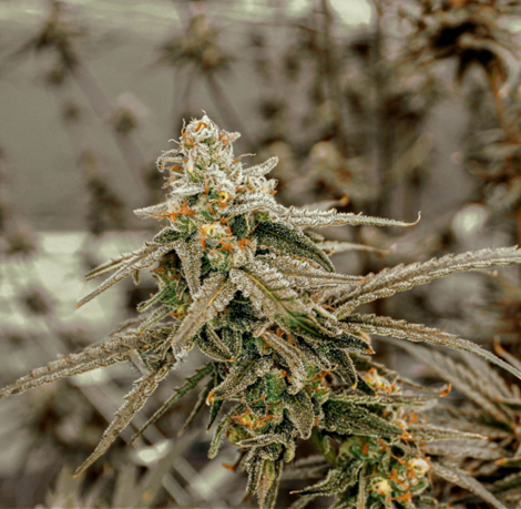 Lemon Zephyr Buds