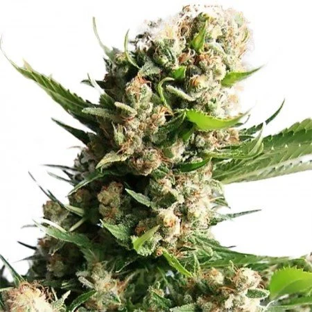 Sour Tsunami - 1oz in Grand Junction