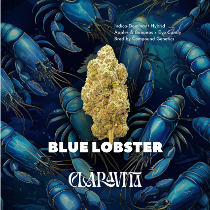 Claravita | Blue Lobster Buds product photo