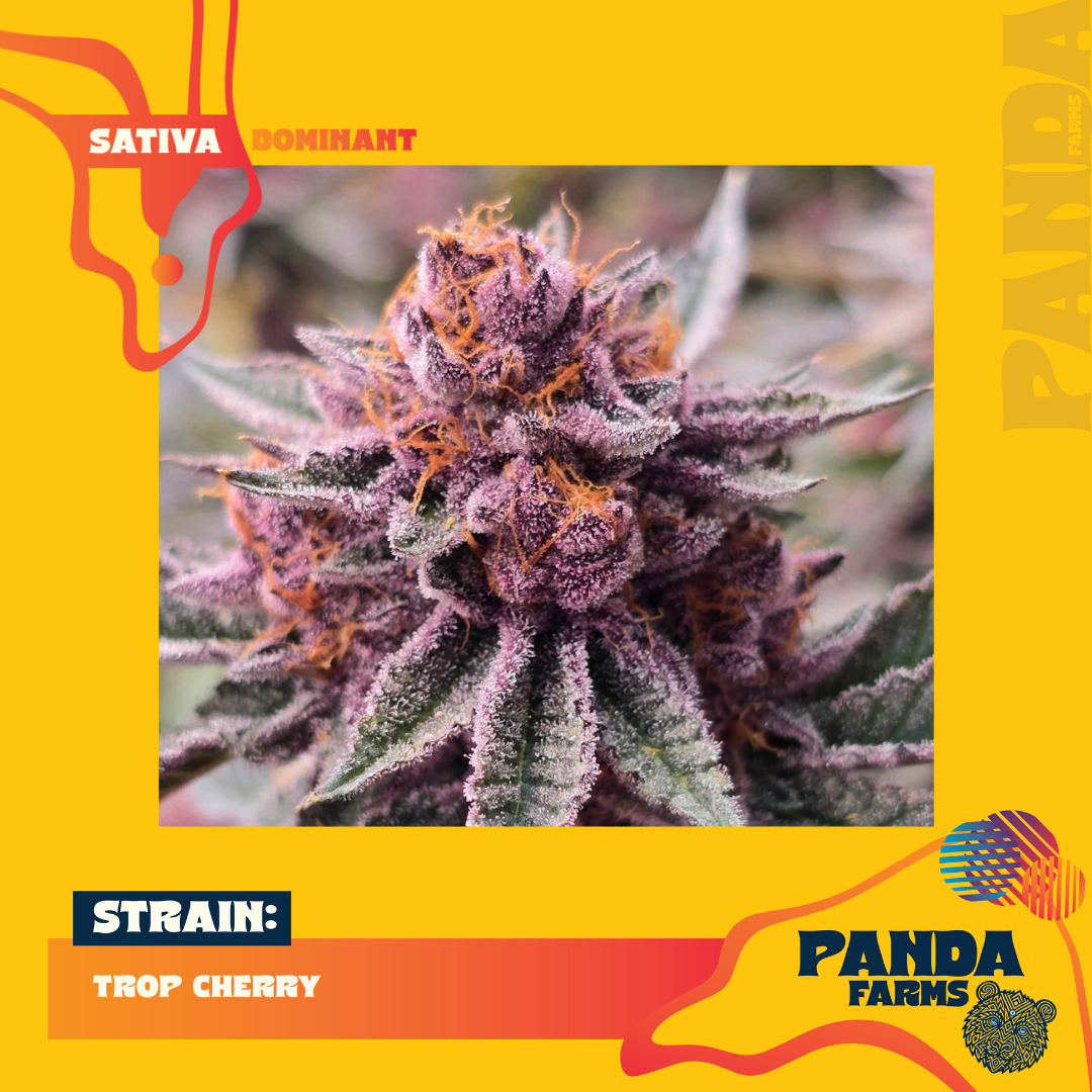 Trop Cherry | 3.5G