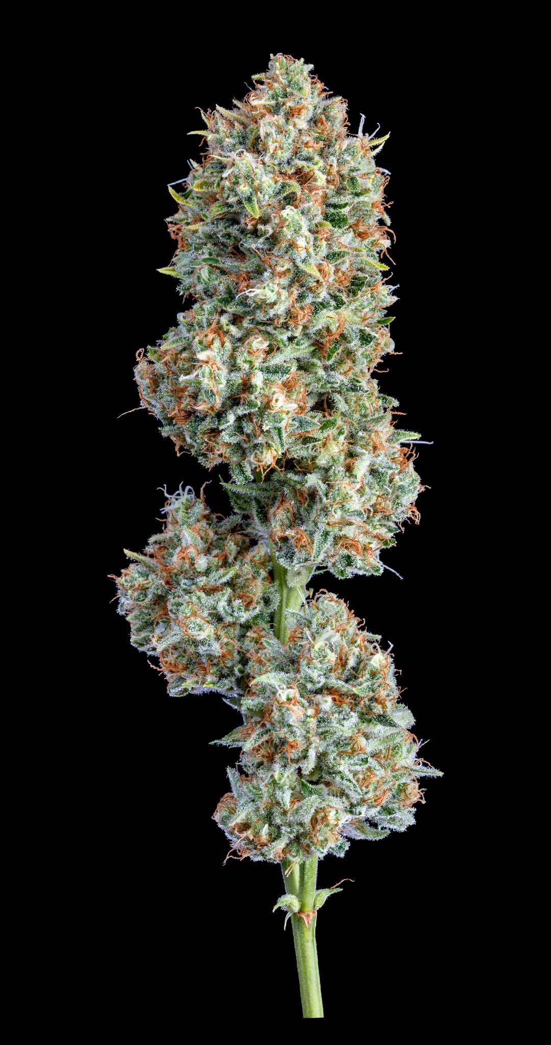 Altsol Big Chillz Buds