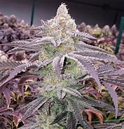 forbins SHERB 1 or 3.5 grm bulk Sativa