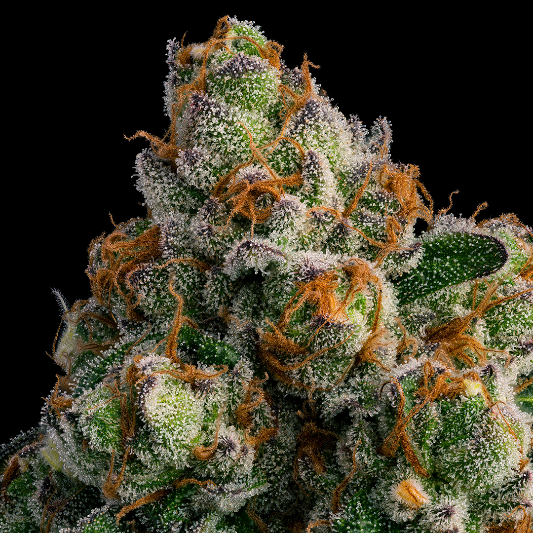 Purple Urkle