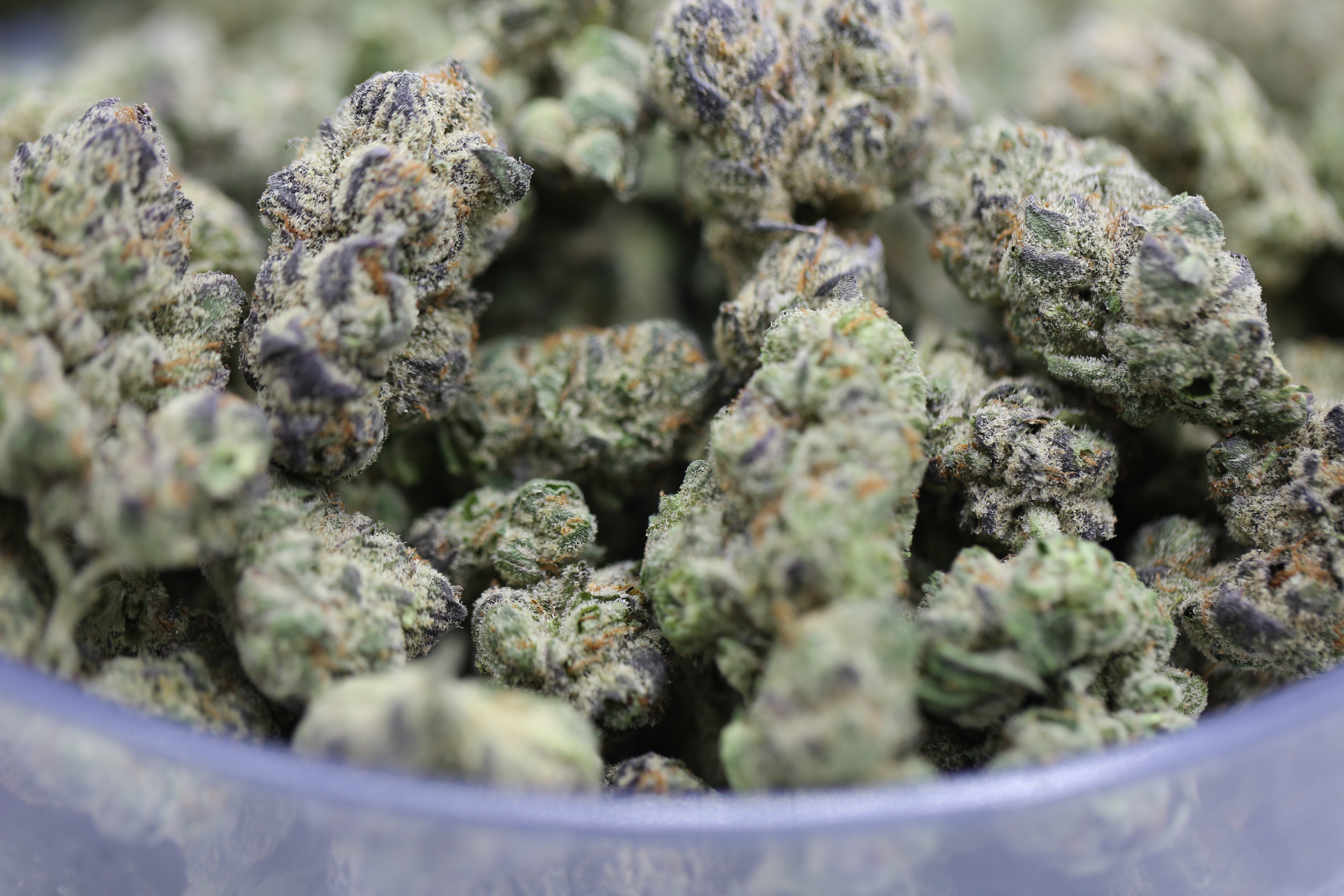 Black Maple - Bulk Flower