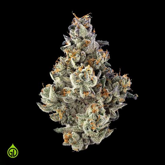 Papaya Fumez #10