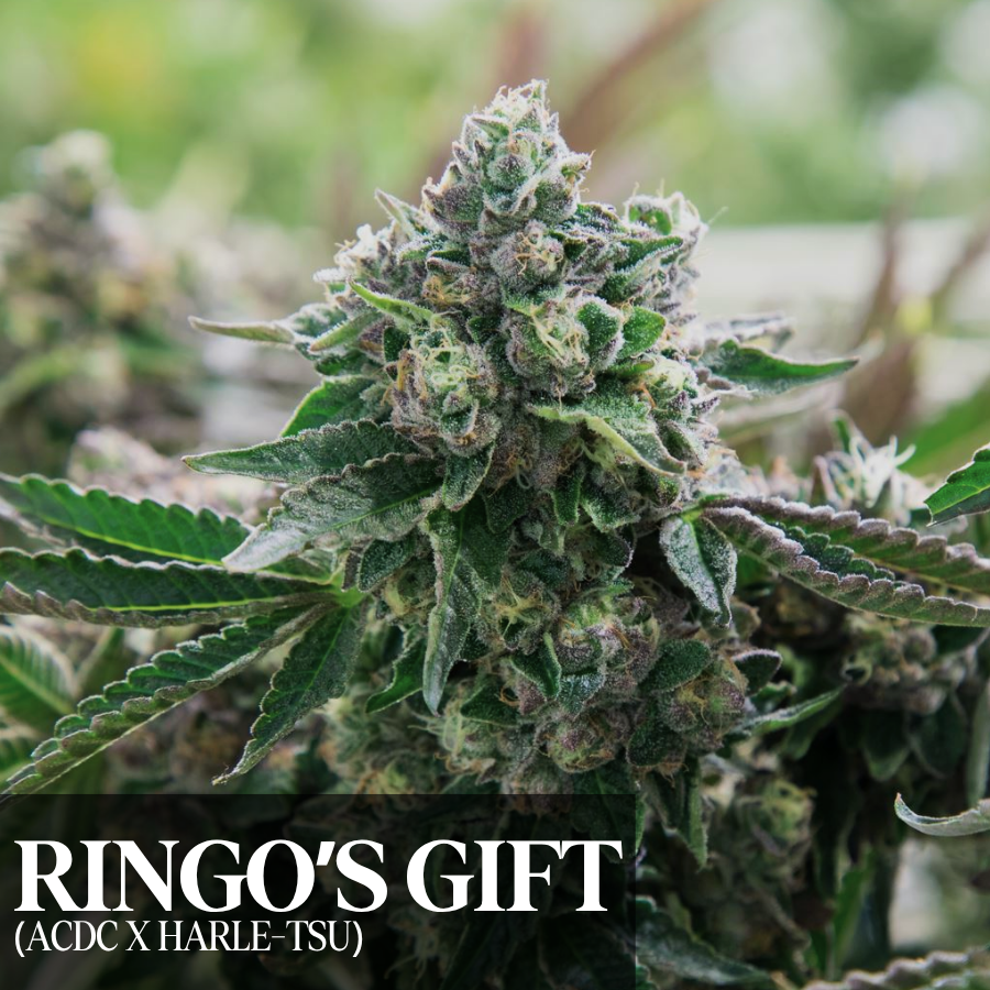 Ringos Gift Ground