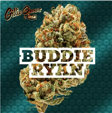 Buddie Ryan