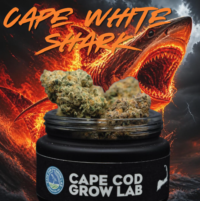 Cape White Shark | 3.5g | Flower