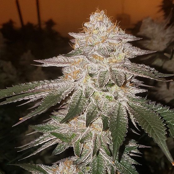 pure kush bulk 1 grm indica bulk