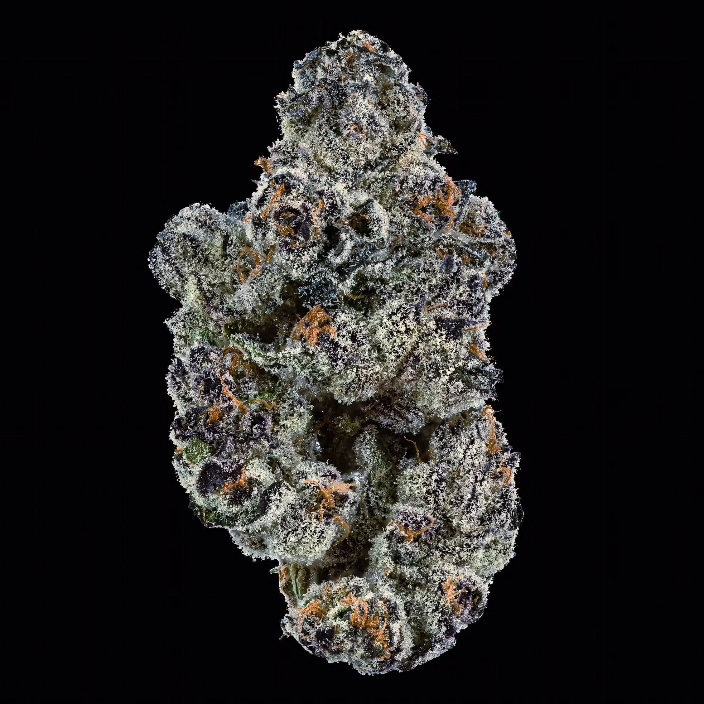 Blue Lbstr