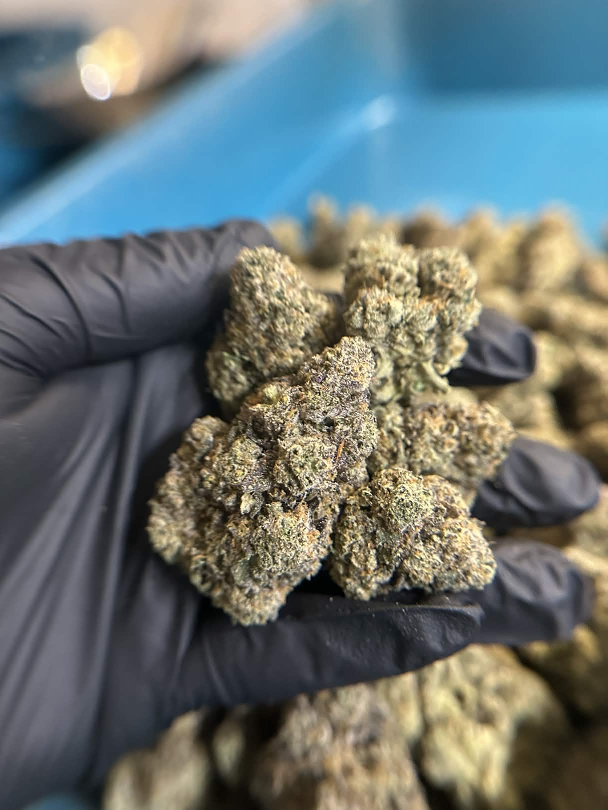 Flower of Life Flower - Peach Rings