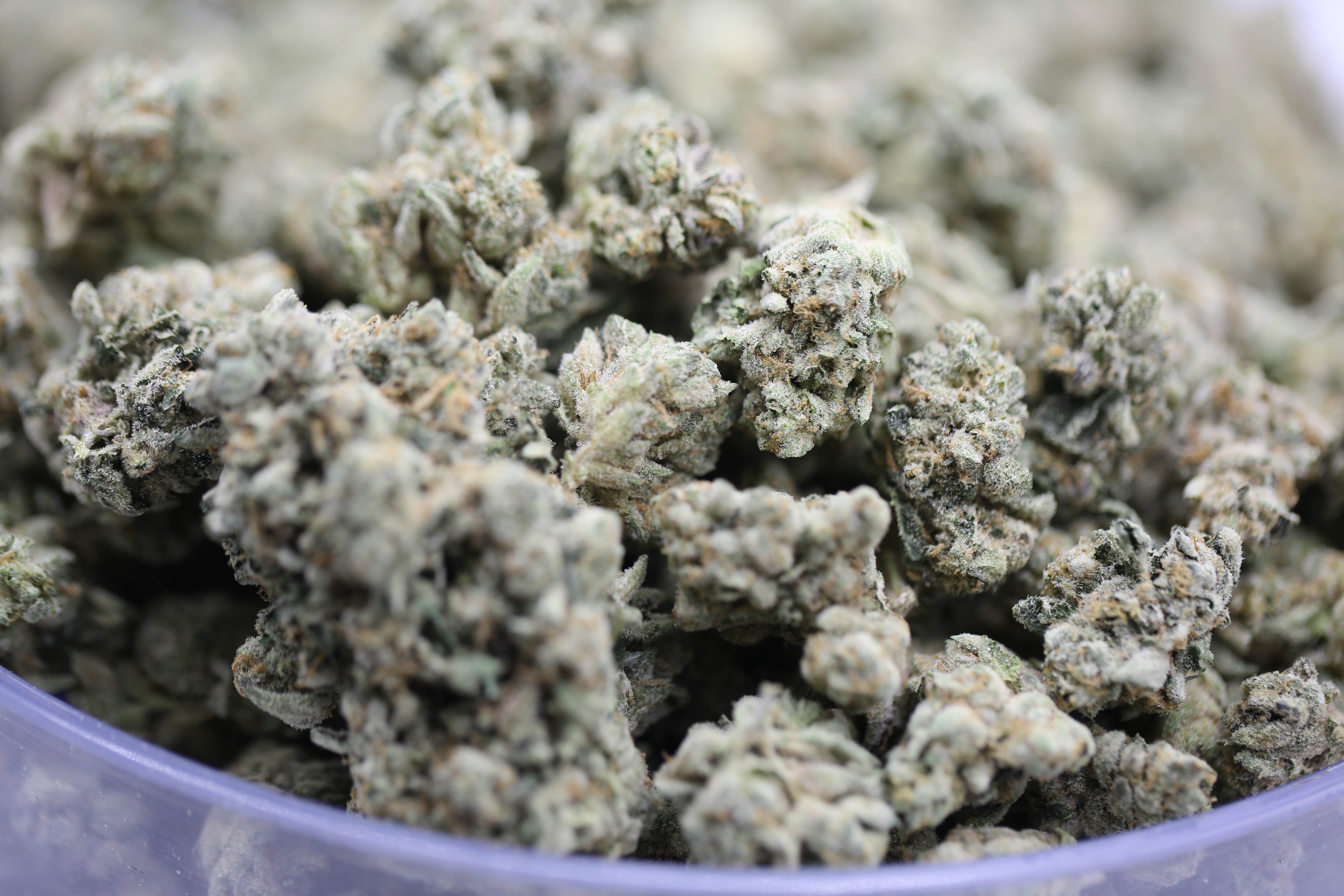 Gelatti Mints -  Bulk Flower