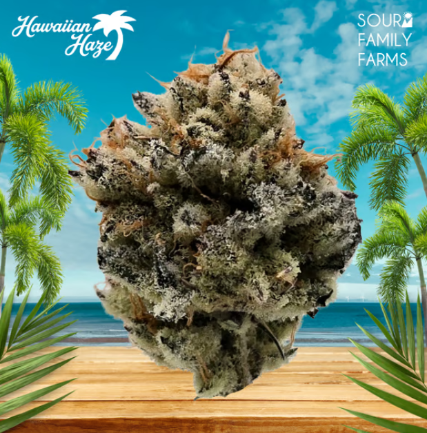 Hawaiian Haze - Premium Flower