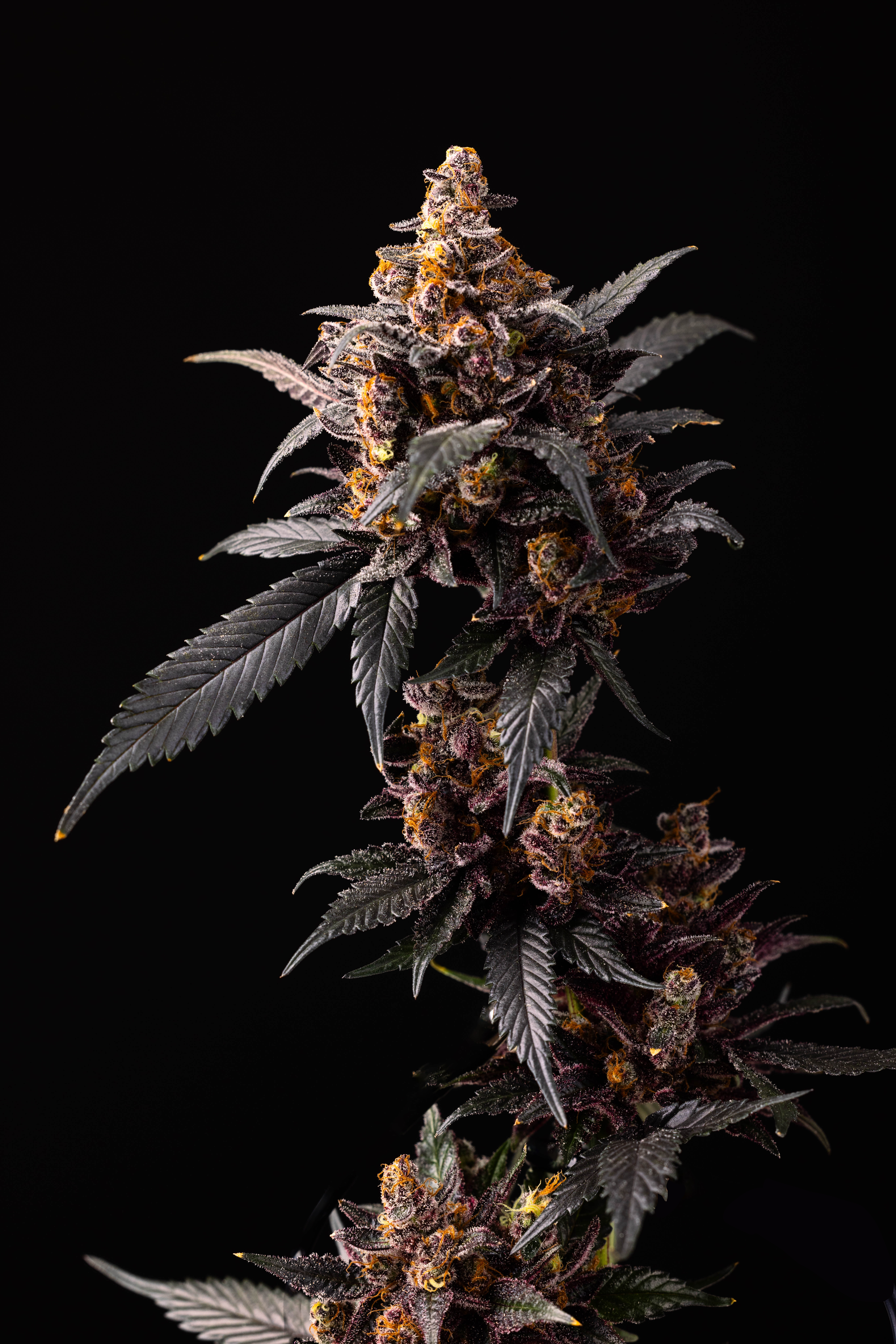 Allday | Chemical Peel | 3.5G