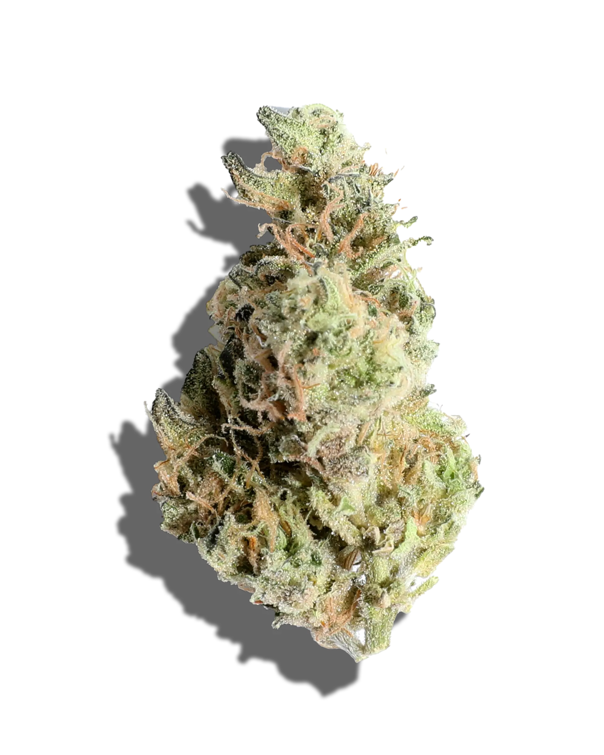 Gush Mintz Bulk Flower