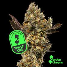 Garden Greens | Triple OG | 3.5g (Indica)