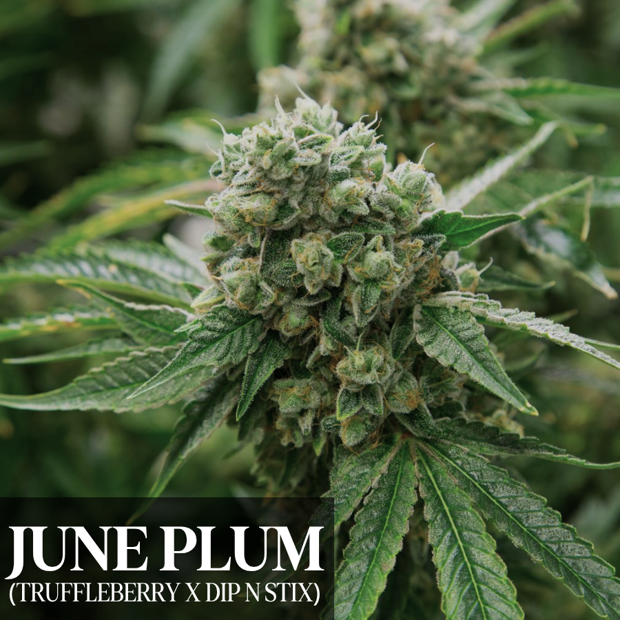 June Plum