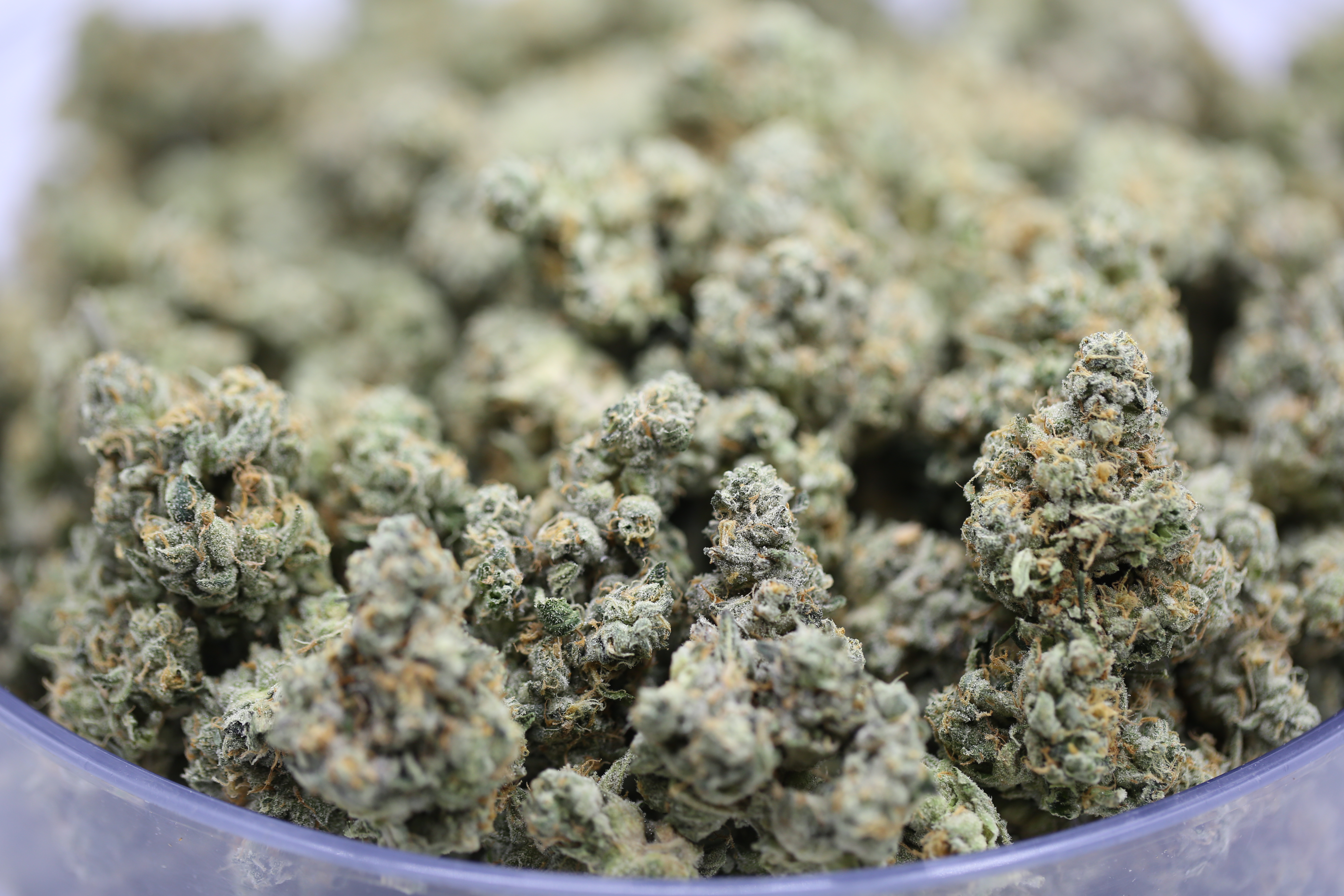 Fuel Biscuits - Bulk Flower