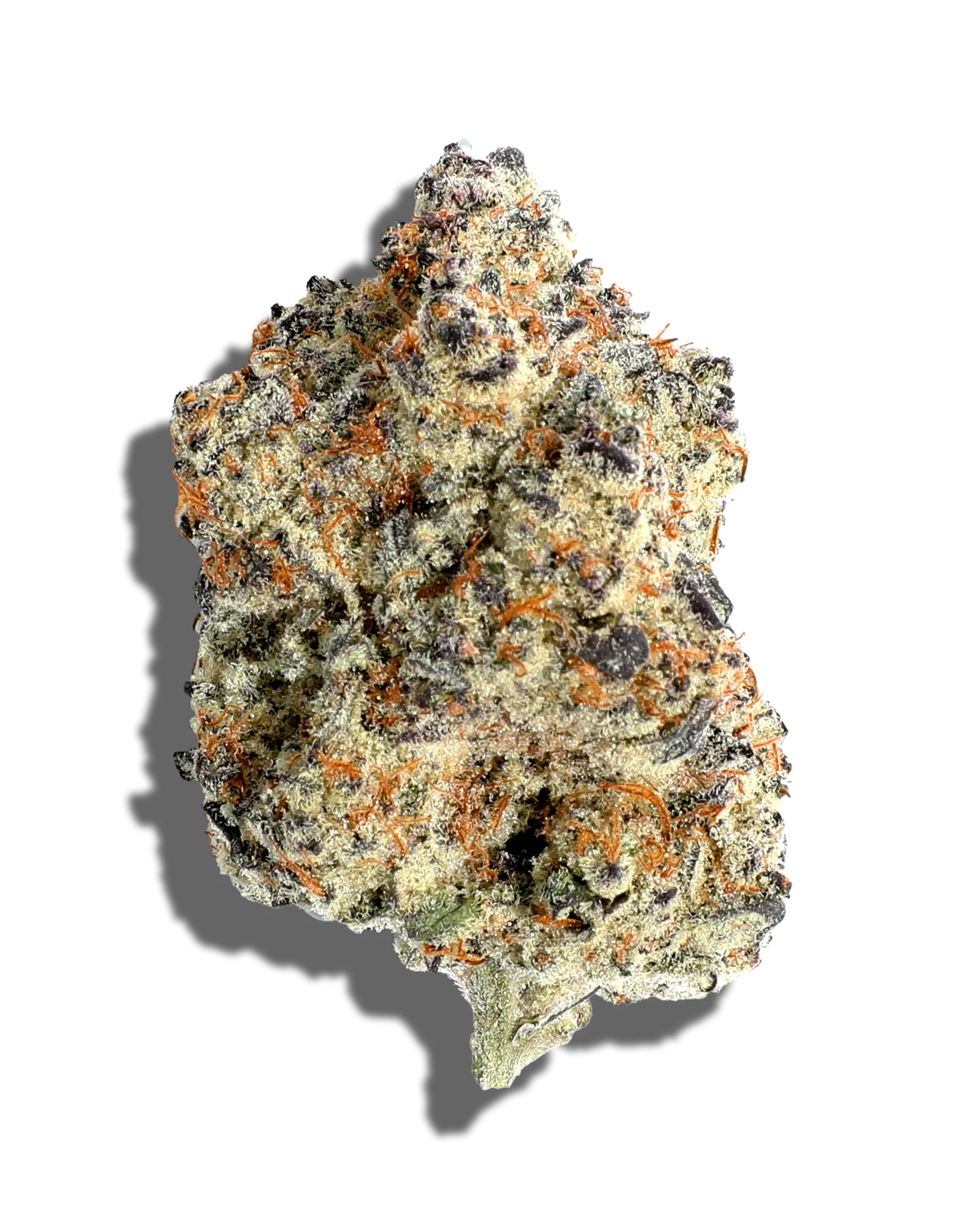 Black Velvet Bulk Flower