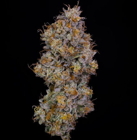 Lemon Cherry Gelato x Animal