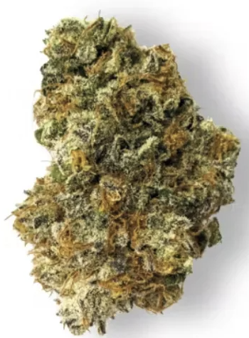 Golden Cream |  Buds |