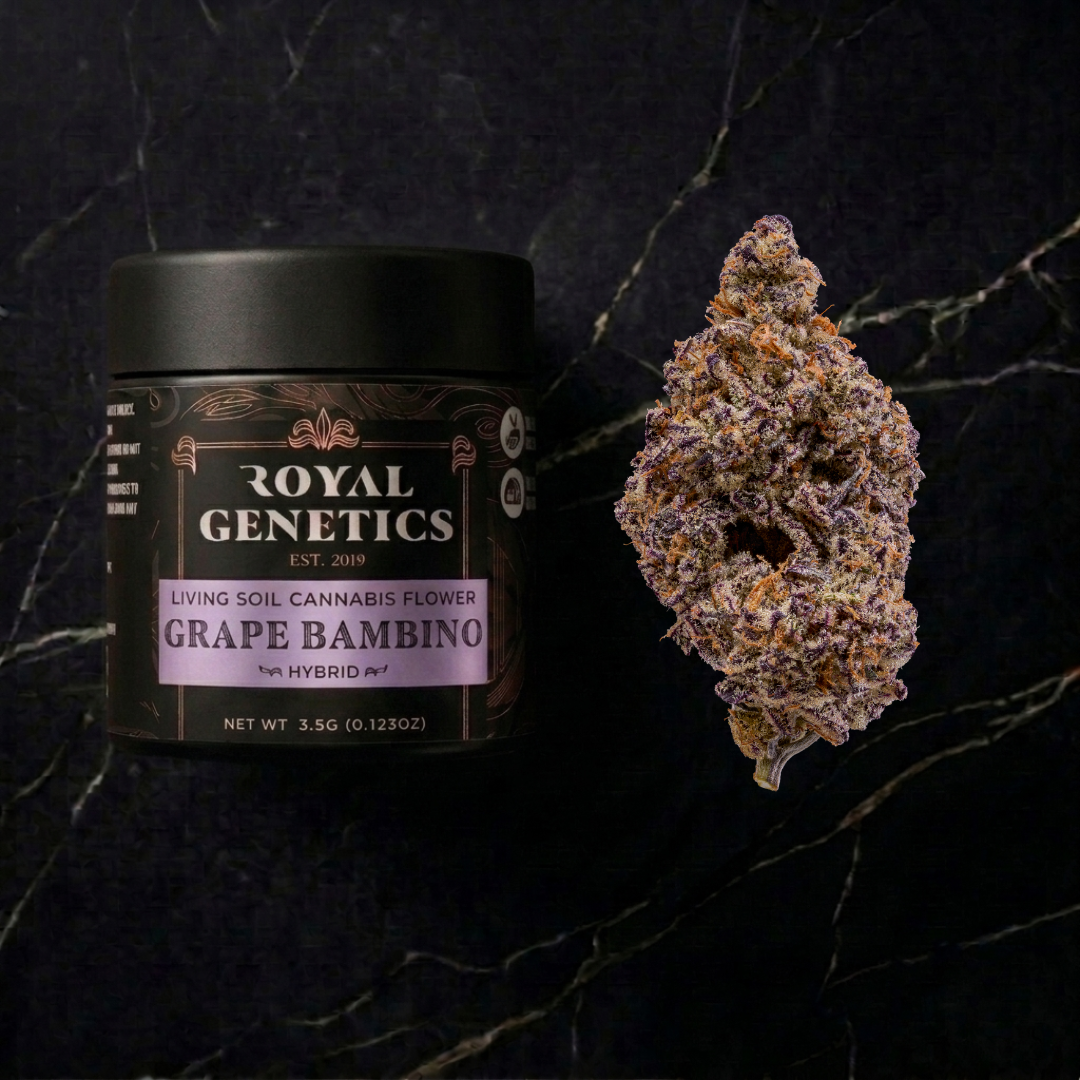 Royal Genetics Grape Bambino