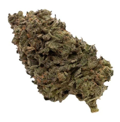 Figr : Jungle Fumes