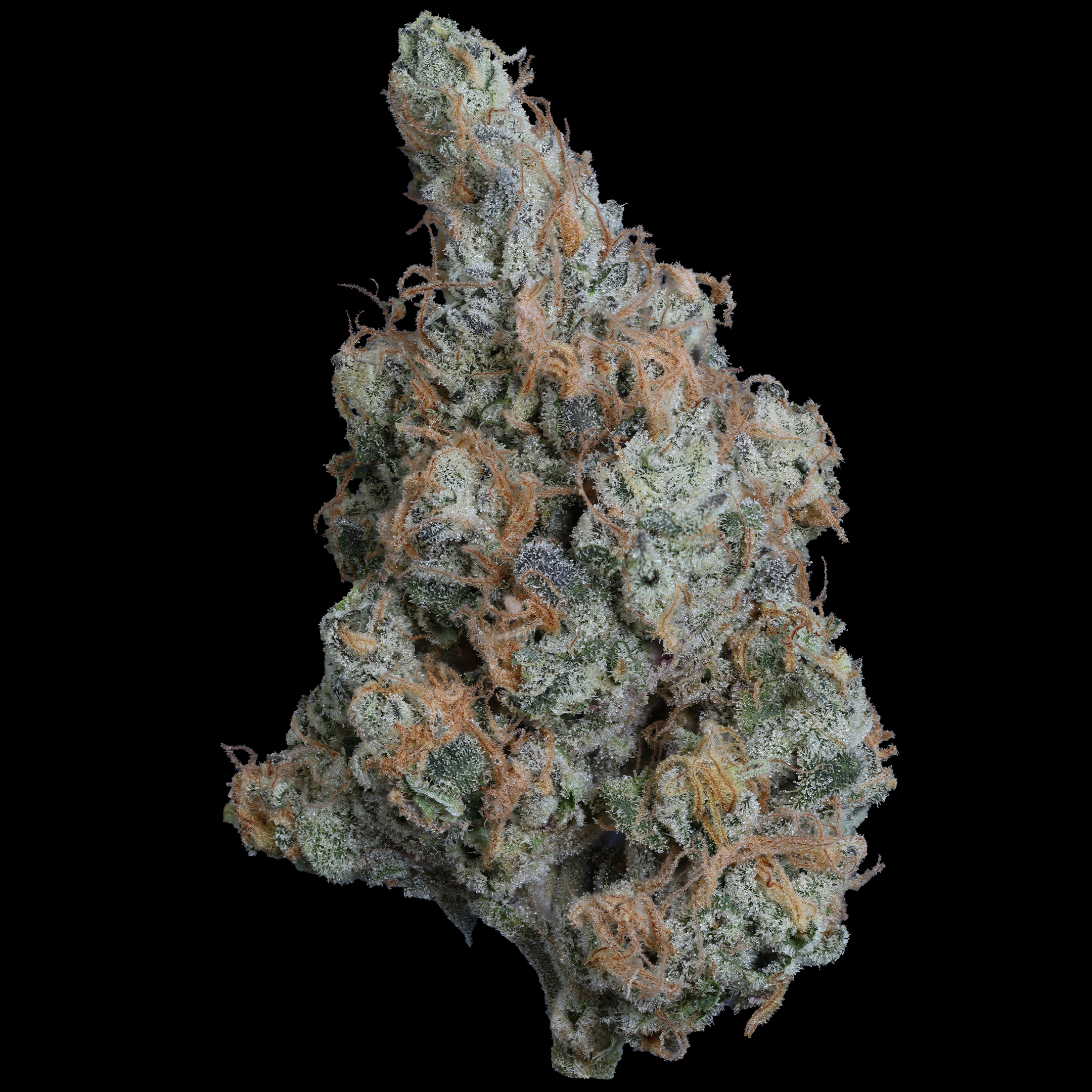 Sour Sage