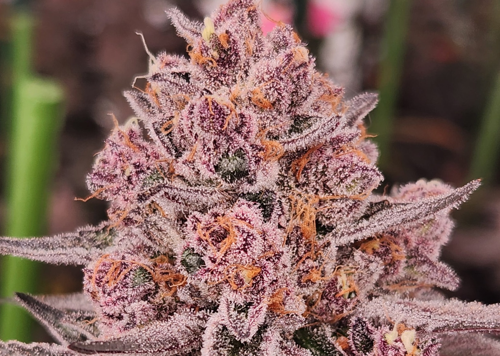 og: Gardens - Super Boof