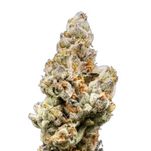 Sellout Zandwich | 28g
