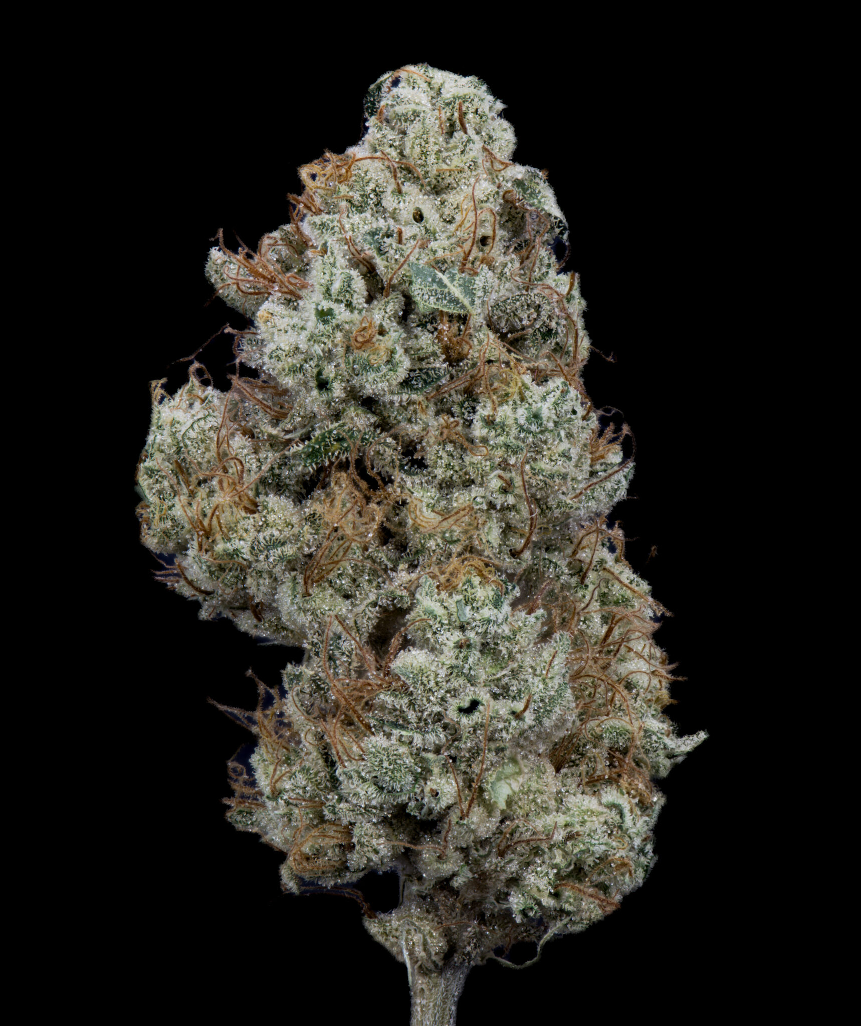 Flower Strawgrease Willy Whole Bud