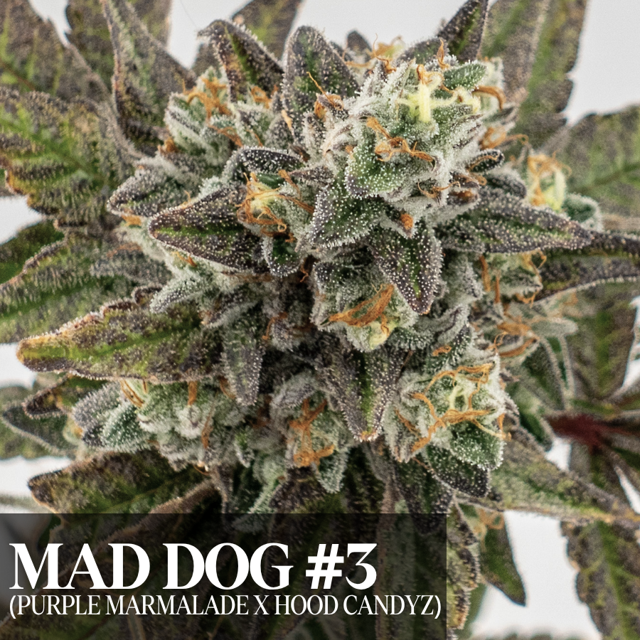 Mad Dog