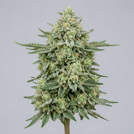 White Kush 28 G