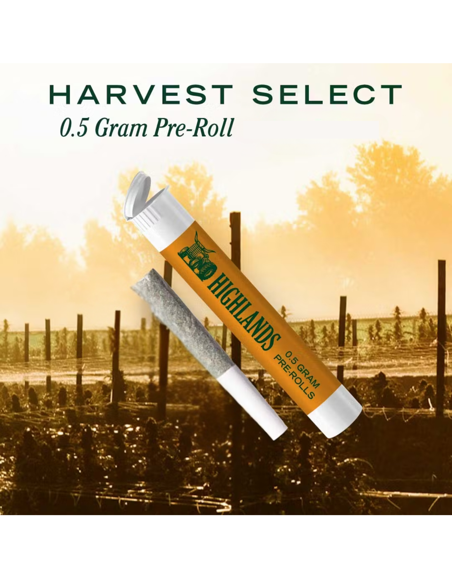 Cheddar Cheeze | Highlands