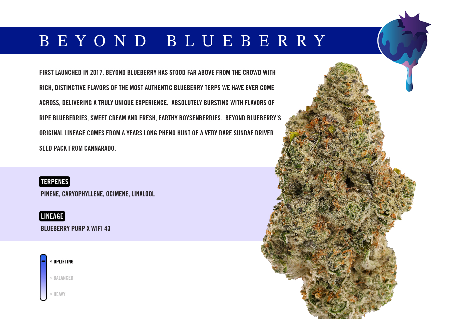 Tops | Beyond Blueberry |