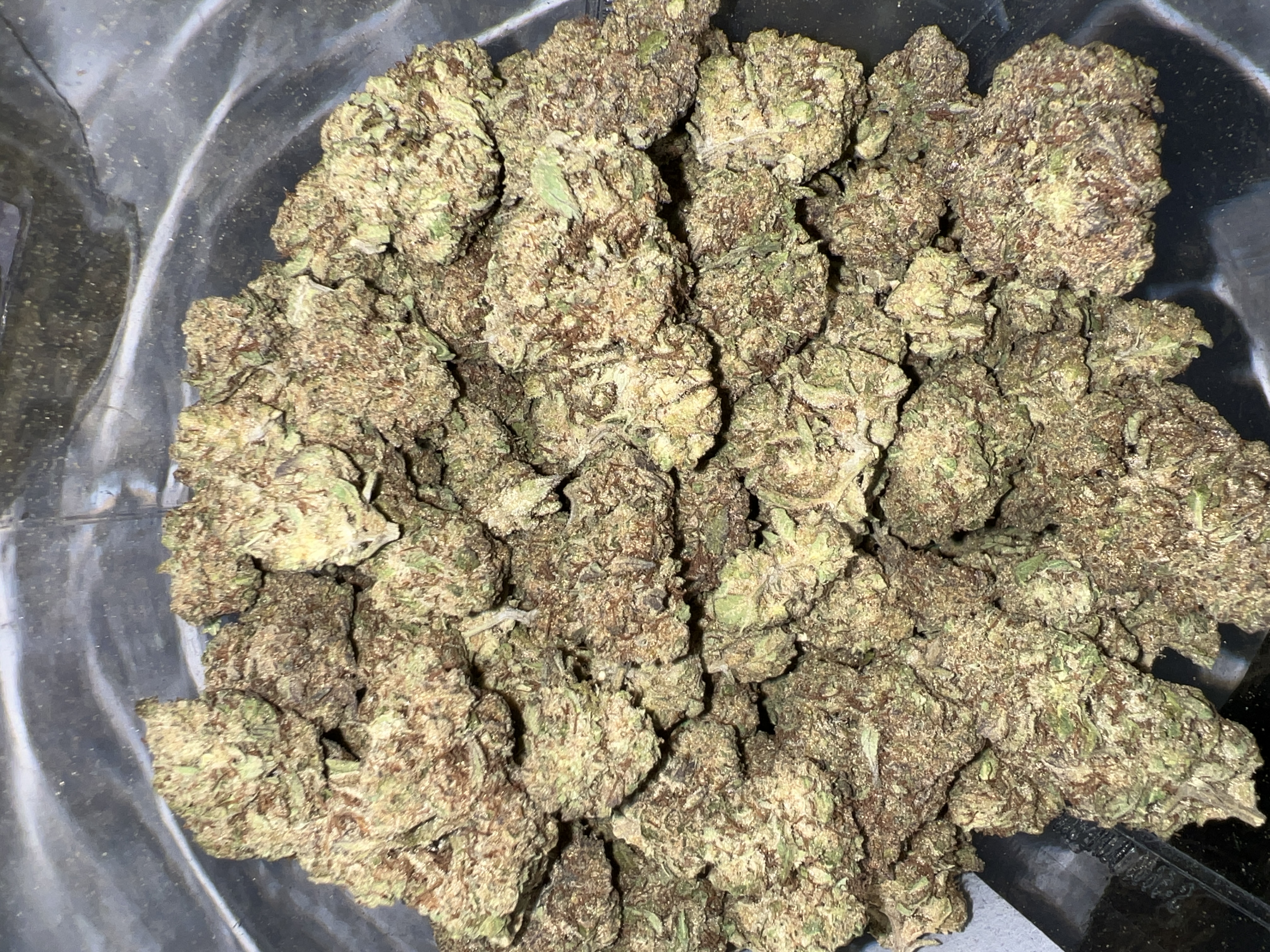Banana Bonkers #5 Tier 1