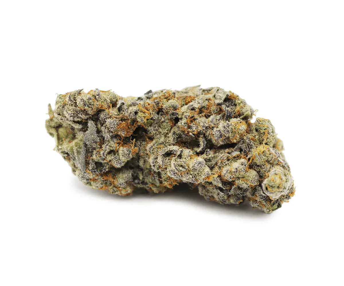 Flower Animal Gelato