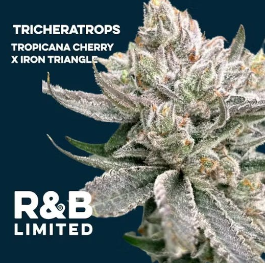 Tricheratrops | Flower | 3.5g