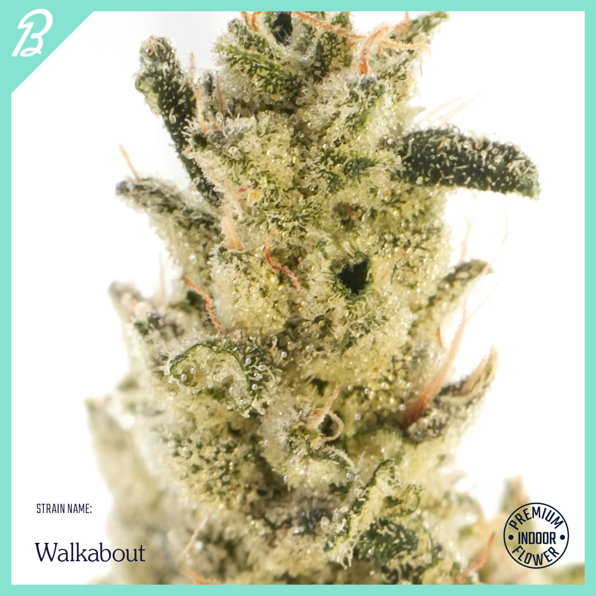 3.5g Flower Jar | Walkabout