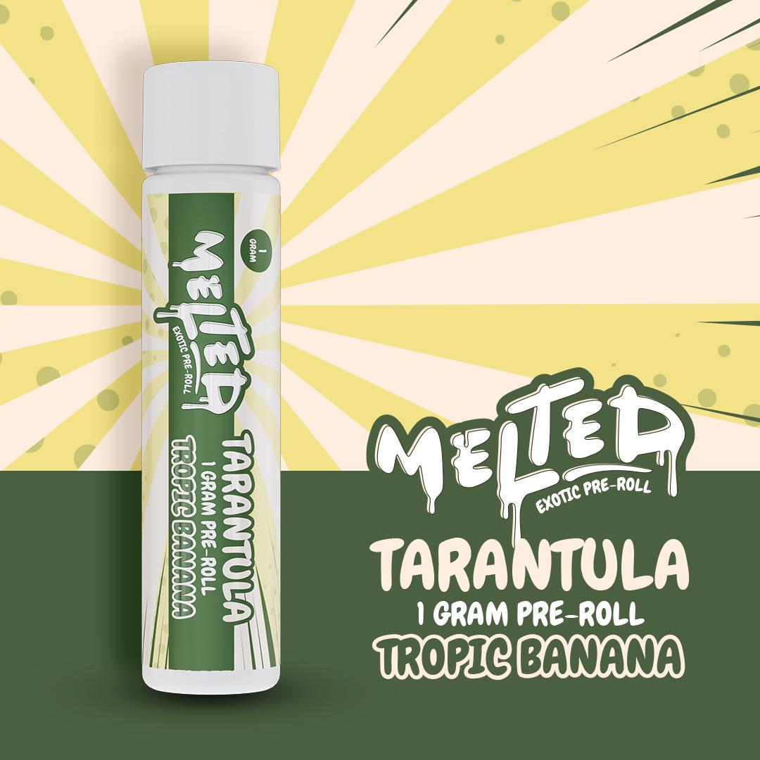 Melted - Tarantulas - 1g Preroll - Tropic Banana